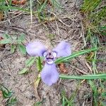 Herbertia lahue Lorea