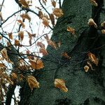 Fagus grandifolia Yaprak