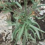 Linaria simplex Leaf