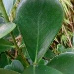 Clusia fluminensis Blatt