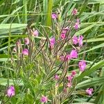 Epilobium hirsutumŽiedas