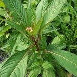 Impatiens glanduliferaFlower