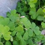 Oxalis debilis 葉