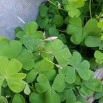 Oxalis debilis Листок