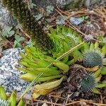 Orostachys spinosa Leaf