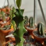 Euphorbia neriifolia Corteza