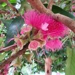Syzygium malaccense Virág