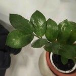 Zamioculcas zamiifoliaLeaf