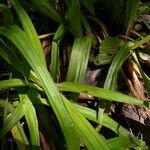 Carex careyana Feuille