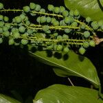 Coccoloba guanacastensis