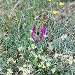 Astragalus vesicarius Kwiat