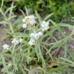 Anaphalis margaritacea Blatt