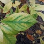 Clethra alnifolia Hoja