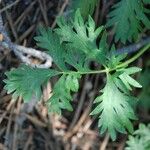 Potentilla drummondii List