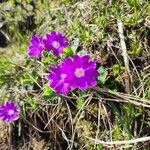 Primula integrifolia Floro