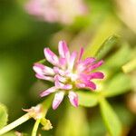 Trifolium resupinatum Flower