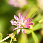 Trifolium resupinatumFleur