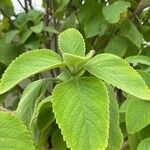 Coleus barbatus Leht