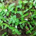 Lindernia dubia 葉