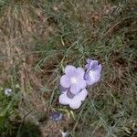 Linum narbonenseBlomst