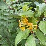 Lonicera hirsuta 花