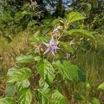 Solanum subinerme Habit