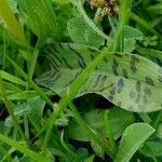 Dactylorhiza fuchsii Blatt