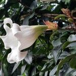Beaumontia grandiflora Blomst