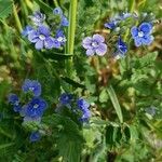 Veronica chamaedrys Flower