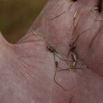 Themeda quadrivalvis Žiedas