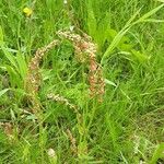 Rumex acetosa Цветок