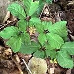 Panax quinquefolius Blad