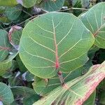 Coccoloba uvifera Blatt