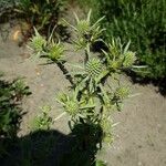 Eryngium planum موطن