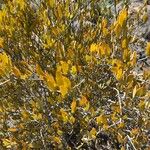 Simmondsia chinensis Φύλλο