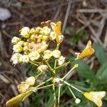 Capsella bursa-pastoris Flower