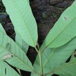 Marila laxiflora Leaf
