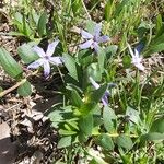 Vinca herbacea Flower