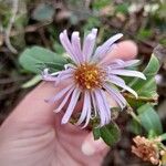 Symphyotrichum × salignum Květ