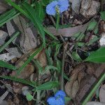 Commelina ensifolia 花