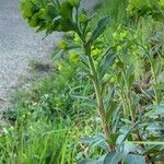 Euphorbia amygdaloides Floro