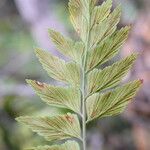 Asplenium polyodon Лист