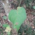 Tilia x europaea Blad