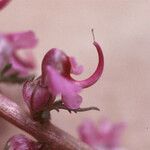 Pedicularis groenlandica Blüte