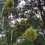 Cymbopogon densiflorus Hábito