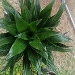 Dracaena cambodiana Rinde