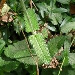 Betonica officinalis Leaf