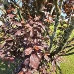 Prunus × cistena Folha