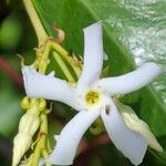 Trachelospermum jasminoides Цветок