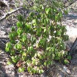 Arbutus xalapensis عادت